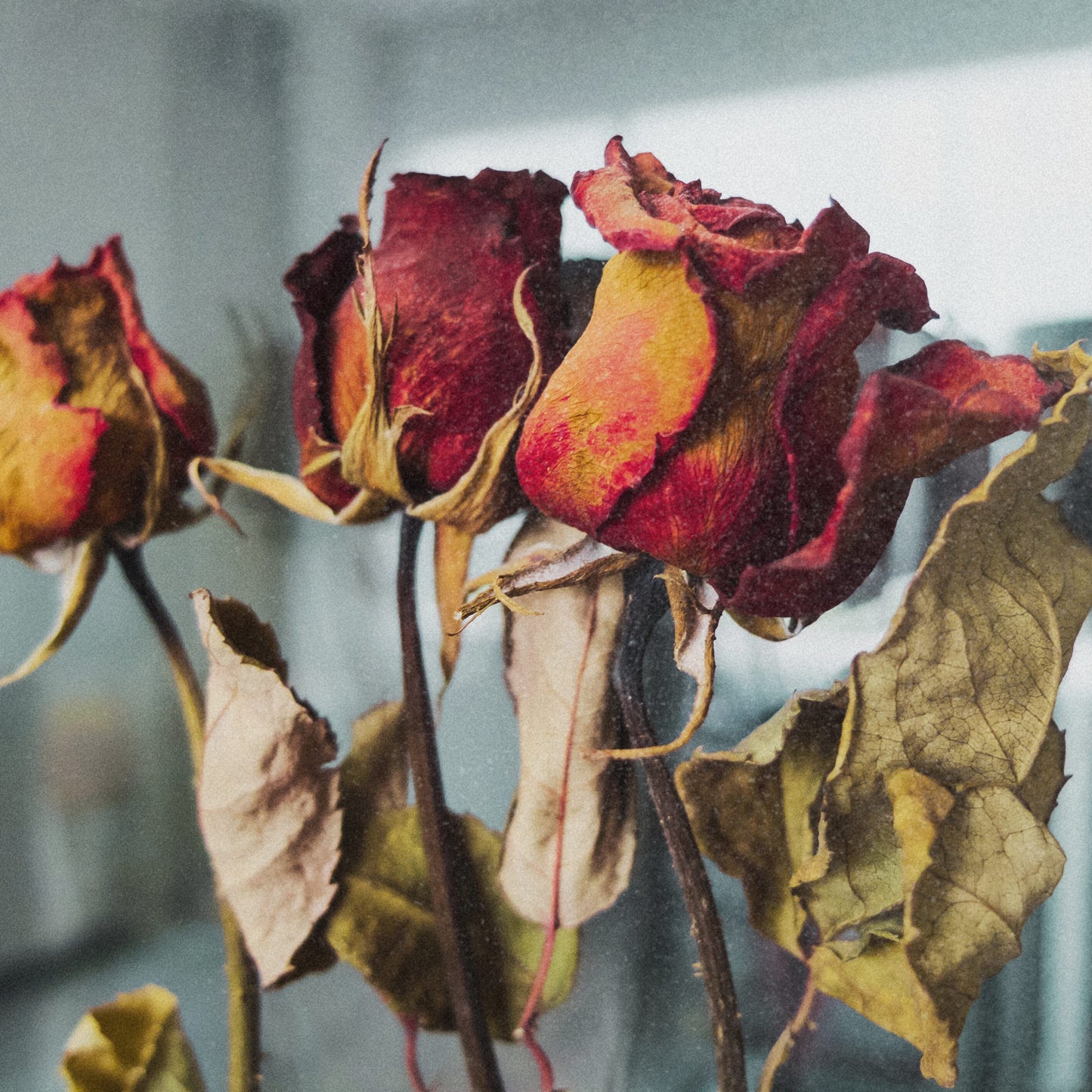 Rose Petals Exfoli Cleansing Powder